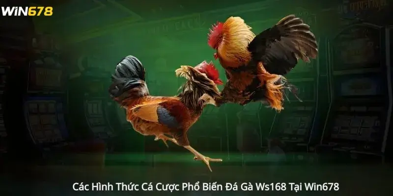 Các Hình Thức Cá Cược Phổ Biến Đá Gà Ws168 Tại Win678