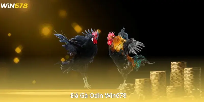 Đá Gà Odin Win678