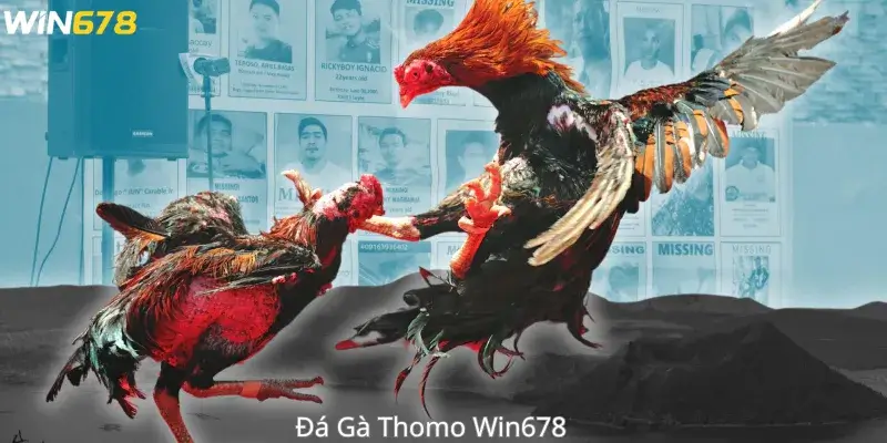 Đá Gà Thomo Win678