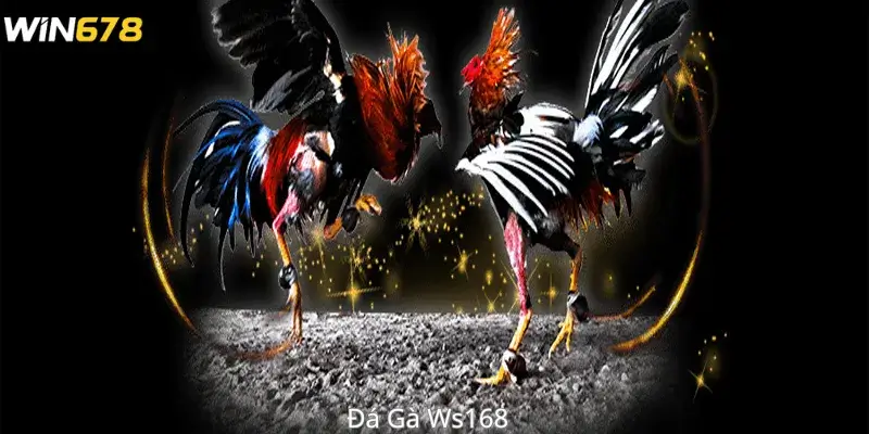 Đá Gà Ws168 Tại Win678