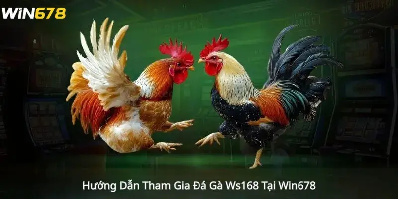 Hướng Dẫn Tham Gia Đá Gà Ws168 Tại Win678