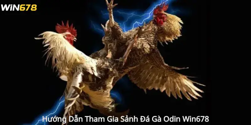 Hướng Dẫn Tham Gia Sảnh Đá Gà Odin Win678 