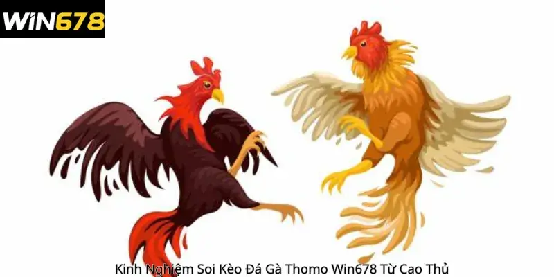 Kinh Nghiệm Soi Kèo Đá Gà Thomo Win678 Từ Cao Thủ 