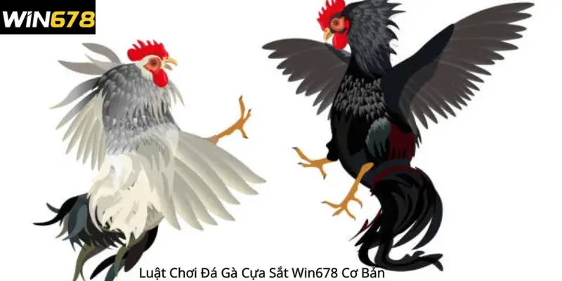 Luật Chơi Đá Gà Cựa Sắt Win678 Cơ Bản