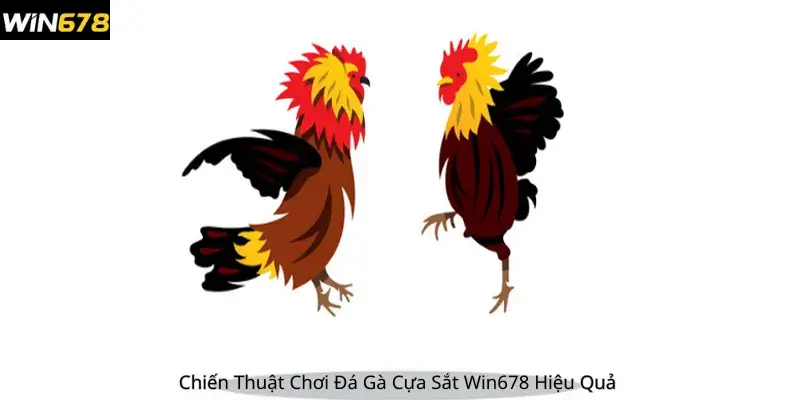 Chiến Thuật Chơi Đá Gà Cựa Sắt Win678 Hiệu Quả